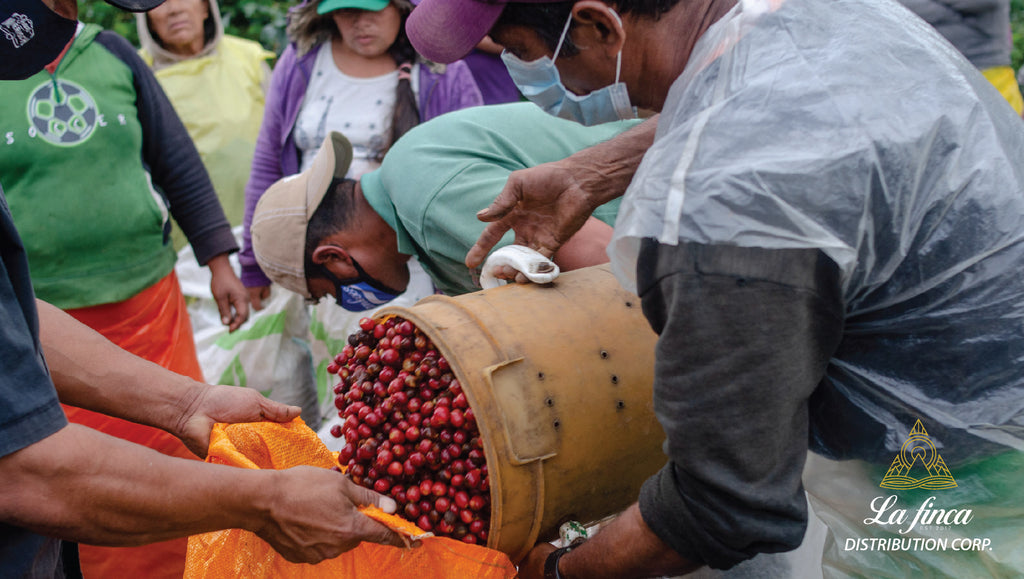La Medida - How Much Do Coffee Pickers Get Paid in Nicaragua?