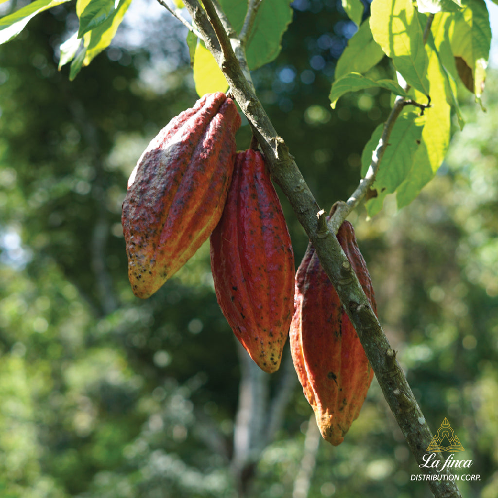 Planting Cacao with Coffee