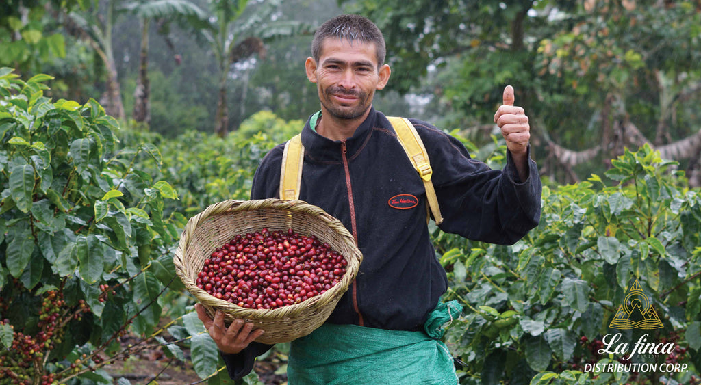 Coffee Picker in Nicaragua | La Finca Distribution Corp Specialty Coffee Importer based in North Vancouver, Canada