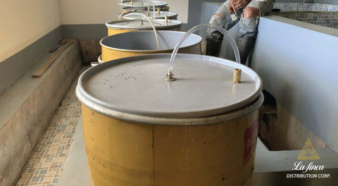 Carbonic Maceration