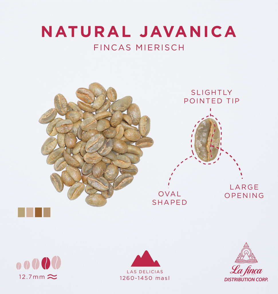 Natural Javanica • Fincas Mierisch