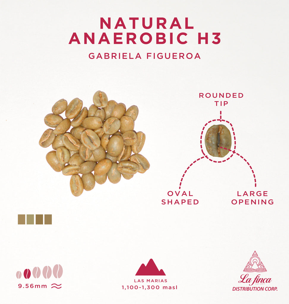 Natural Anaerobic H3 • Gabriela Figueroa