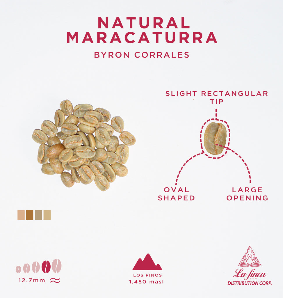 Natural Maracaturra • Byron Corrales