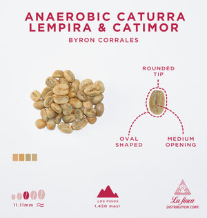 Anaerobic Caturra, Lempira & Catimor • Byron Corrales