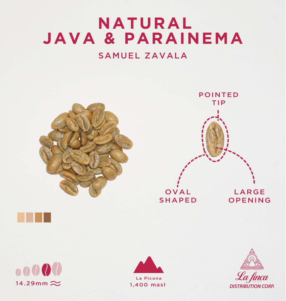 Natural Java, Parainema • Samuel Zavala