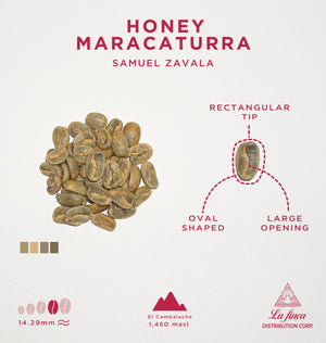 Honey Maracaturra • Samuel Zavala