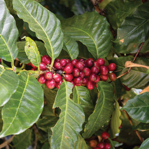 Red Anaerobic Bourbon • Olman Valladarez