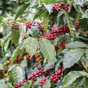 Natural Red Bourbon • Olman Valladarez
