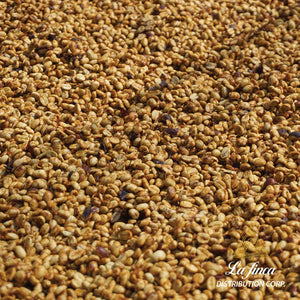 Java Honey • Byron Corrales