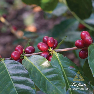 Java Washed • Byron Corrales