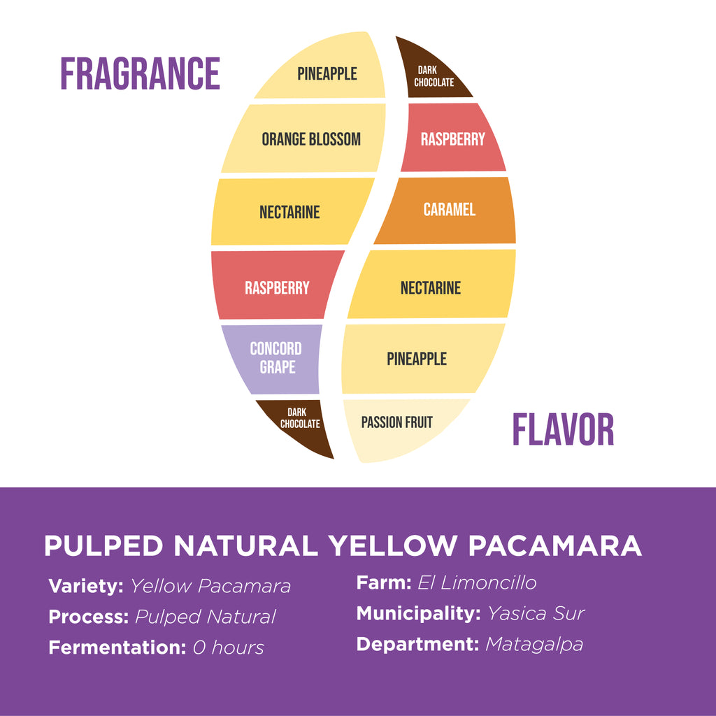 Pulped Natural Yellow Pacamara • Fincas Mierisch