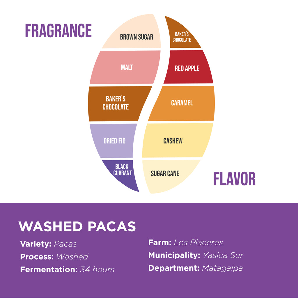 Washed Pacas • Fincas Mierisch