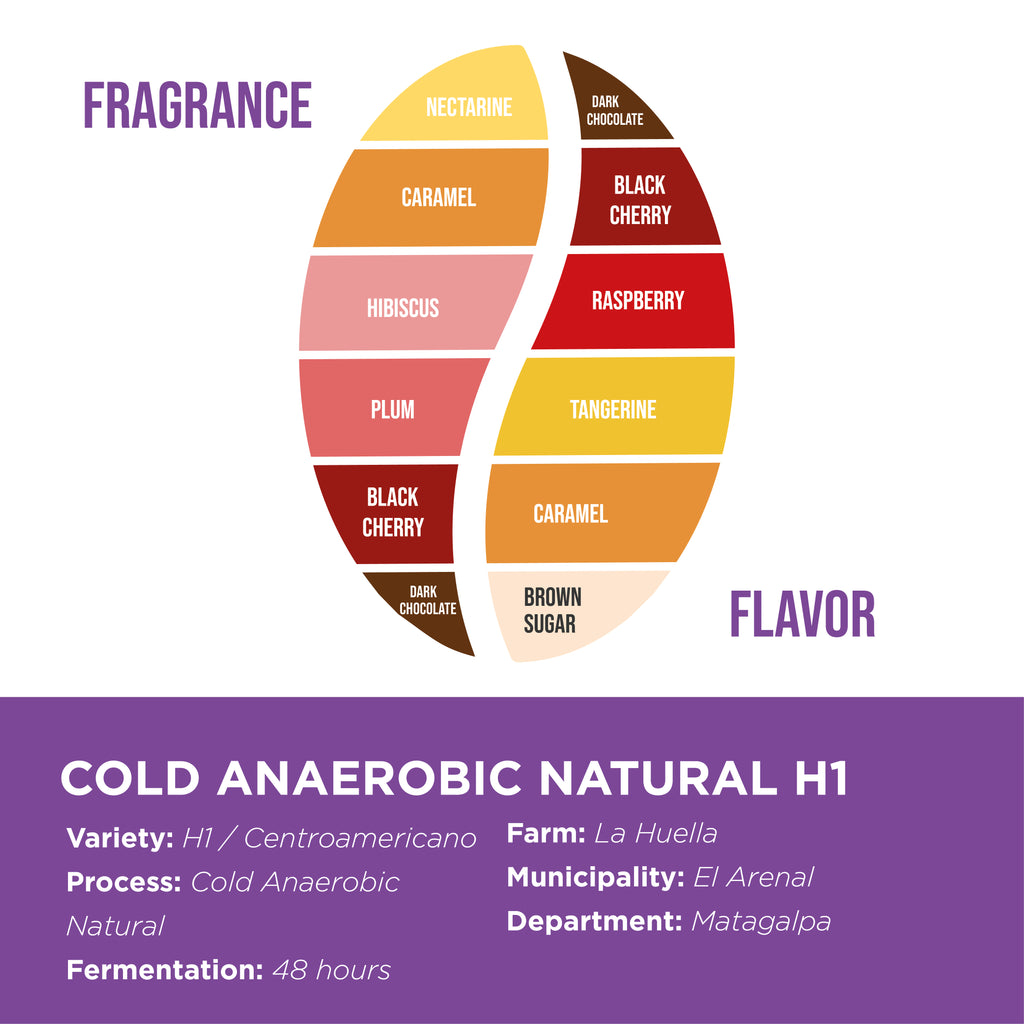 Cold Anaerobic Natural H1 • Fincas Mierisch