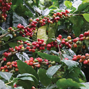 Red Pacamara Natural Cold Anaerobic • Fincas Mierisch