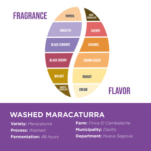 Washed Maracaturra • Samuel Zavala