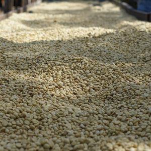 Washed Hybrids Centroamericano H1 + H3 - Finca Las Promesas