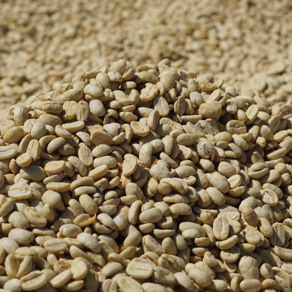 Washed Maracaturra - Finca Los Pinos