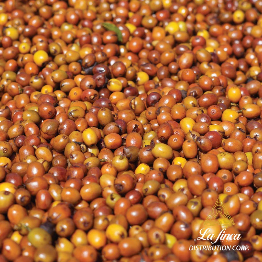 Yellow Catuai Natural • Byron Corrales